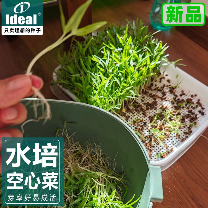 大叶空心菜种子三叉空心菜种籽