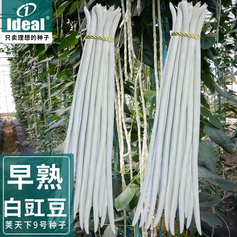 夏秋季豇豆种子豆角高产蔬菜