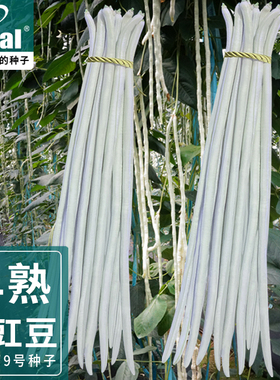白豇豆种子豆角种籽大全四季蔬菜种籽白豆角无筋种籽高产