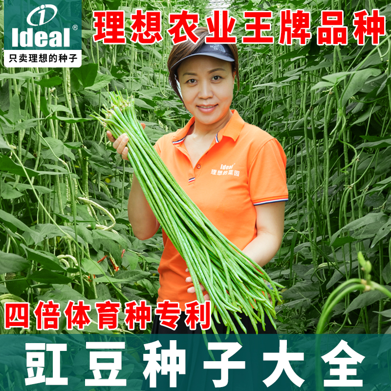 四倍体糯米豇，亩产丰富，营养价值高