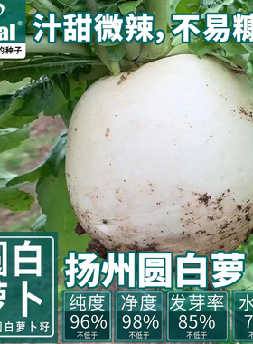 夏秋扬州圆白萝卜种籽 耐热小白萝卜种子白萝卜种孑蔬菜种籽大全