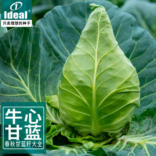 牛心甘蓝种子高产甜脆