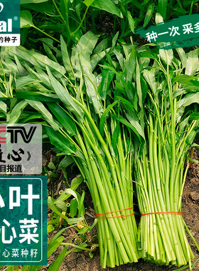 小叶三叉空心菜种子高产柳叶翁菜雍菜种籽四夏季农家庭院蔬菜种孑