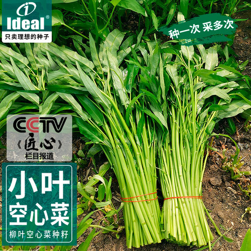 老品种小叶空心菜种子