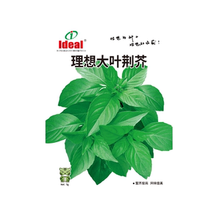荆芥种子大叶河南罗勒种孑春秋菜籽种大全四季苋菜汉菜种籽蔬菜种
