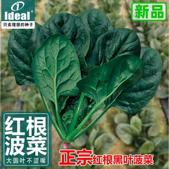 秋季耐寒大叶红根菠菜种子可越冬趴地菠菜种籽适合秋冬种蔬菜种孑