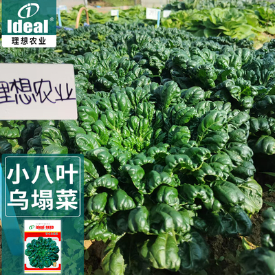 黑心小八叶乌塌菜种籽秋冬耐寒黑叶乌塔菜种子阳台盆栽蔬菜种孑