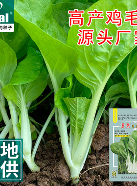 理想农业烤青鸡毛菜菜籽种子种籽 四季小白菜青菜油菜蔬菜种孑