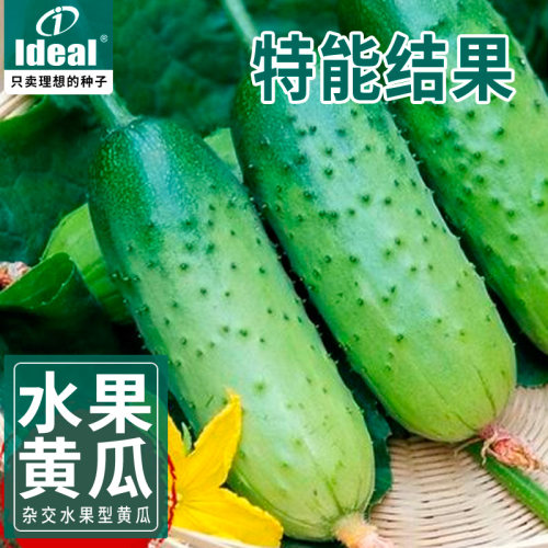 水果黄瓜种子，结瓜能力强