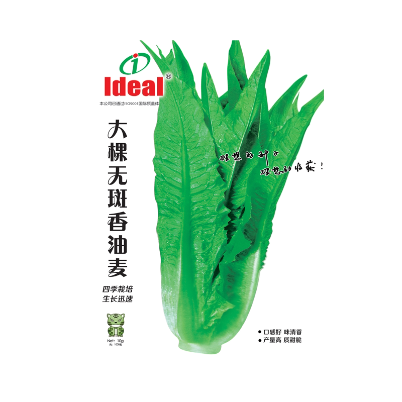 香油麦菜种子蔬菜种籽大叶无斑四季耐热耐寒阳台盆栽庭院高产理想