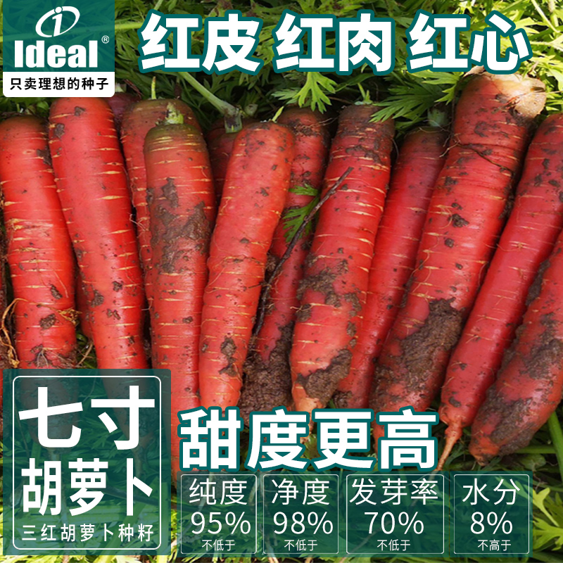 三红七寸胡萝卜种子新黑田