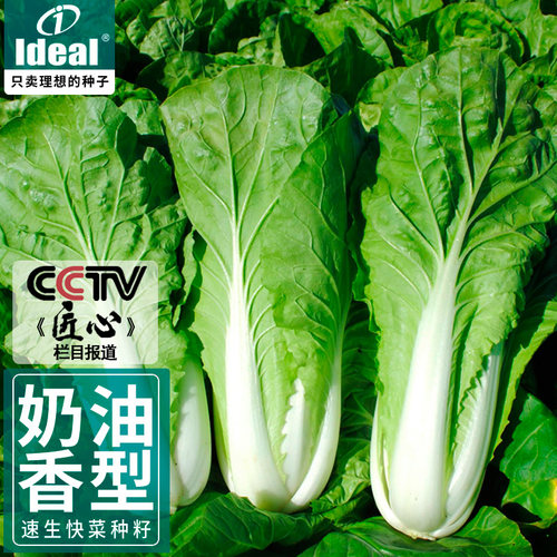 ideal四季速生奶油快菜种子