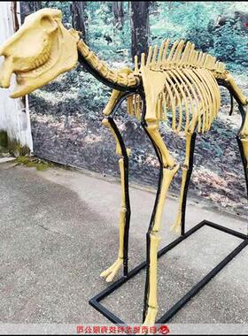 麋鹿羚羊马三趾马动物骨头标本仿真生物树脂骨架复原模型定做