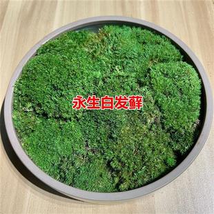 永生苔藓白发藓室内装饰绿植墙干花背景墙植物墙苔藓墙假青苔造景