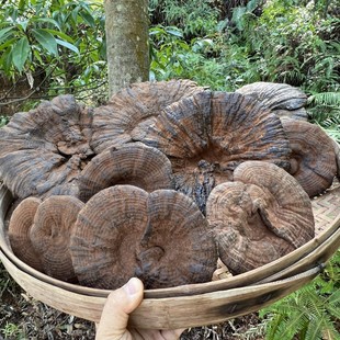 泡酒煮水不苦养生灵芝 可灵菌芝整枝紫林煲汤材料干货孢子粉切片