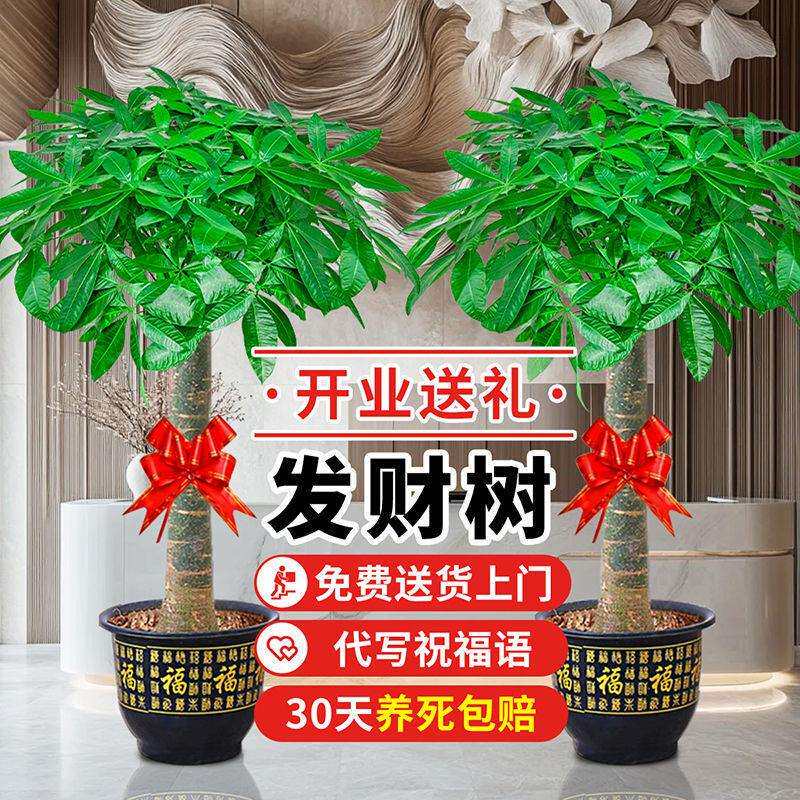 大发财树盆栽大客厅大绿植室内大型植物室内外盆景发财树净化空气