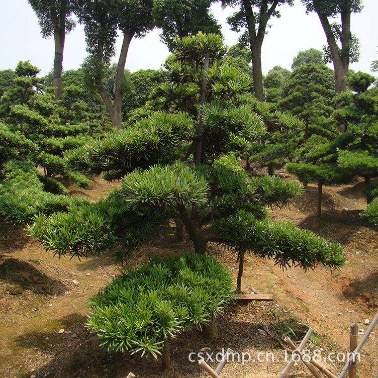 罗汉松湖南造型罗汉松盆景别墅庭院绿化苗木根系发达