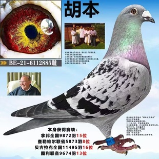 信鸽公棚成绩鸽远程赛鸽血统鸽冠军鸽种鸽子天落幼鸽杨阿腾吴淞3