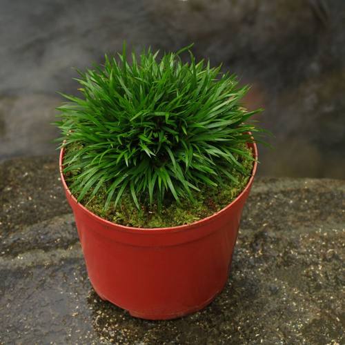 微型盆景金钱菖蒲黄金姬虎须菖蒲