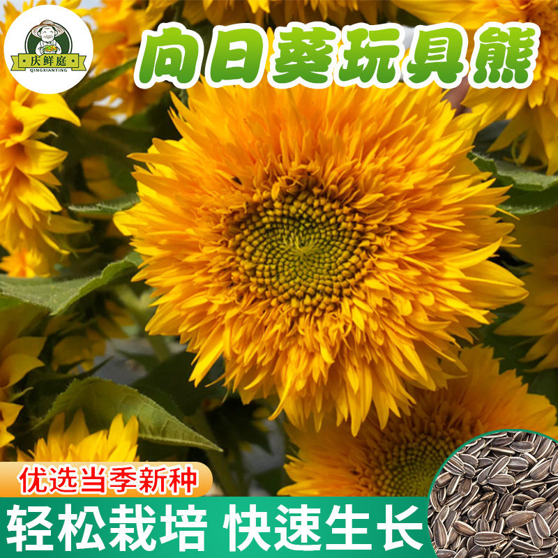 向日葵玩具熊种孑多彩可食用向日葵重瓣矮生庭院室外观赏矮葵花籽