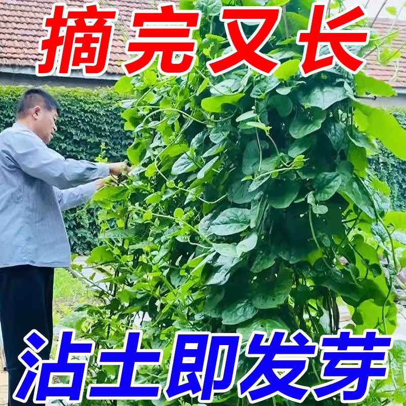 【耐热】木耳菜种子发芽100%好吃