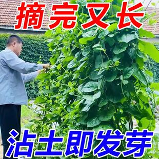 奶油大叶木耳菜种子肉厚高爬藤种籽阳台种植蔬菜种孑盆栽四季新鲜