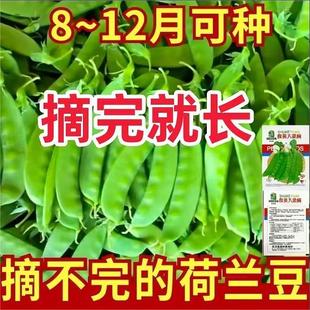 甜脆荷兰豆种子菜豌豆双花双夹高产耐寒农家自种秋冬季豆角菜种子