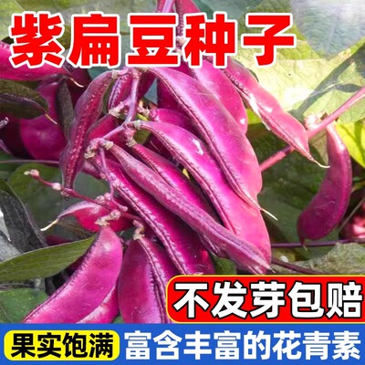 摘不败宽扁眉豆种春秋冬季扁青紫色豆角种子刀豆扁豆豇豆蔬菜种子