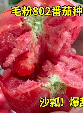毛粉802番茄种子大果沙瓤西红柿种籽子四季老品种蔬菜苗秧孑秧苗