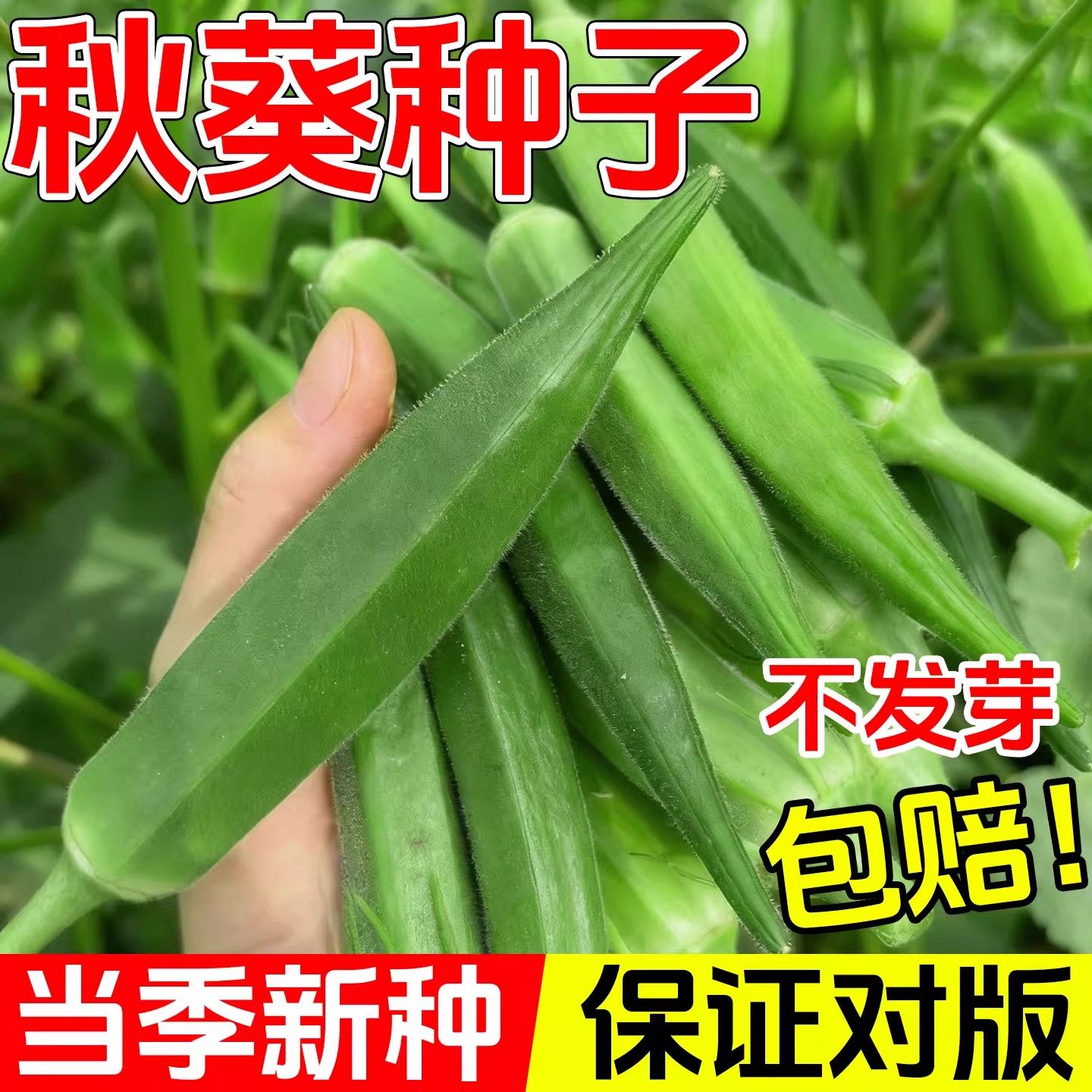 水果秋葵种子奶油红秋葵种籽四季高产黄秋葵阳台盆栽蔬菜种孑大全,鲜花速递/花卉仿真/绿植园艺,种苗/半成品盆栽,淘宝优惠券,粉丝福利购,淘宝优惠卷