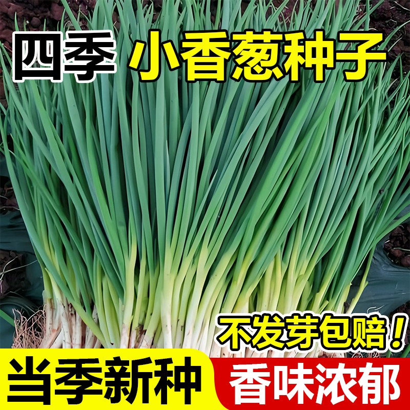 葱种子四季小香葱种子章丘大葱籽阳台室内外庭院盆栽分葱蔬菜种孑