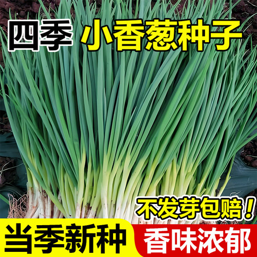 葱种子四季小香葱种子章丘大葱籽阳台室内外庭院盆栽分葱蔬菜种孑