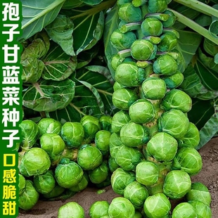 蔬菜種籽牛心包心菜秧苗菜籽種孑 孢子甘藍種子羽衣包子甘藍苗四季