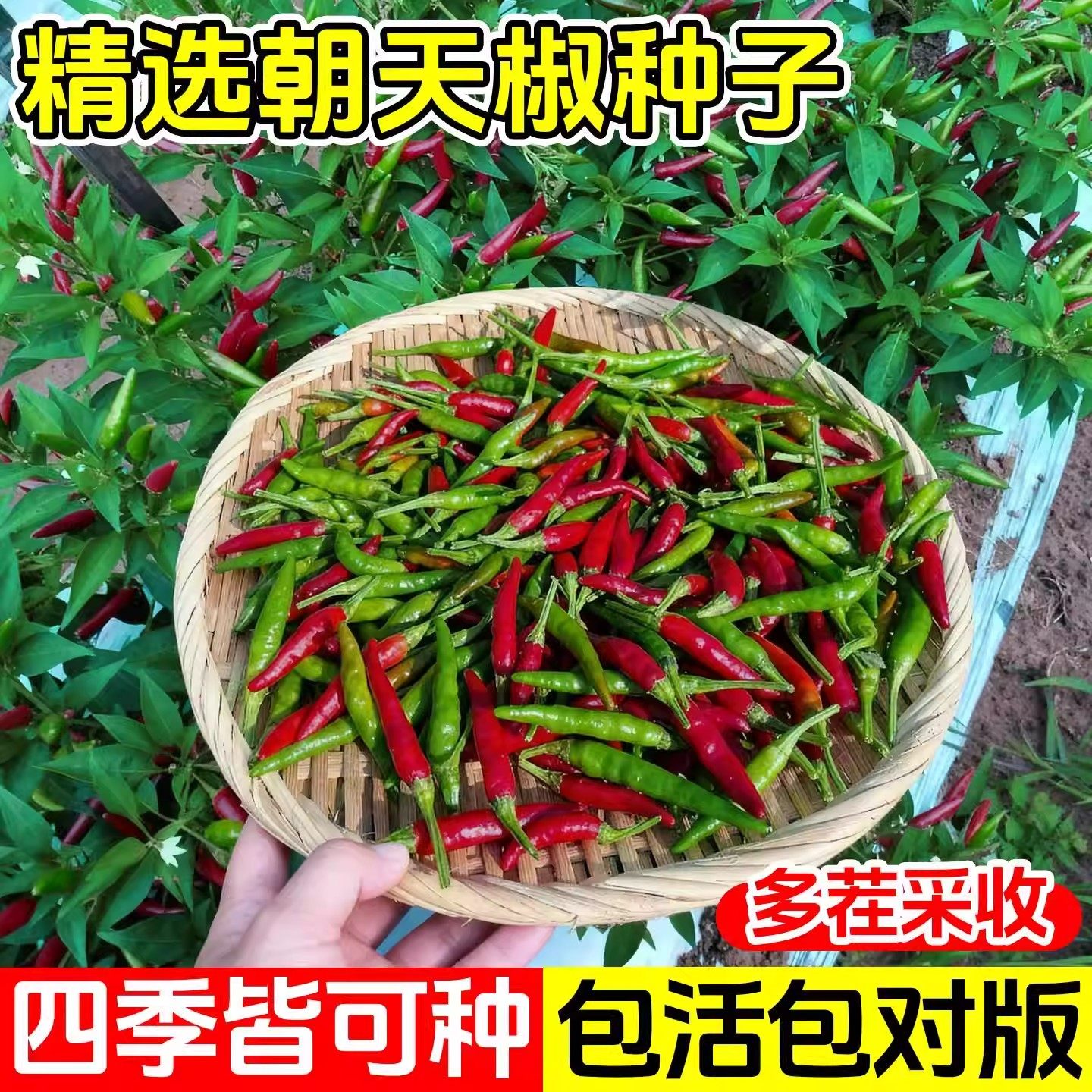 朝天椒种子超辣小米椒青椒早熟辣椒种籽阳台盆栽四季农家蔬菜种孑,鲜花速递/花卉仿真/绿植园艺,种苗/半成品盆栽,淘宝优惠券,粉丝福利购,淘宝优惠卷