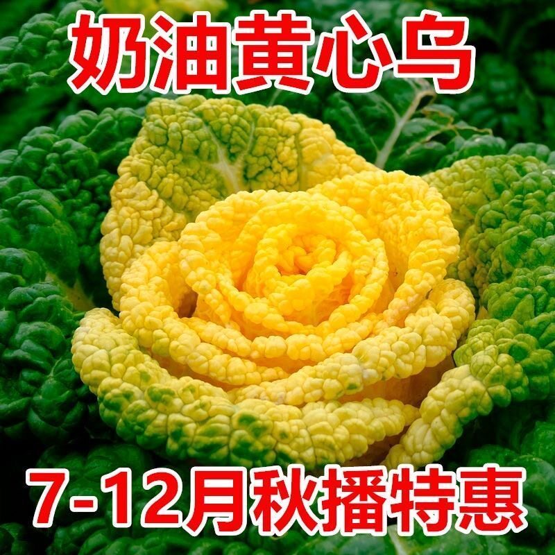 奶油黄心乌塌菜黄玫瑰雪里金花四季耐寒黄心菜菊花心菜秋冬季蔬菜