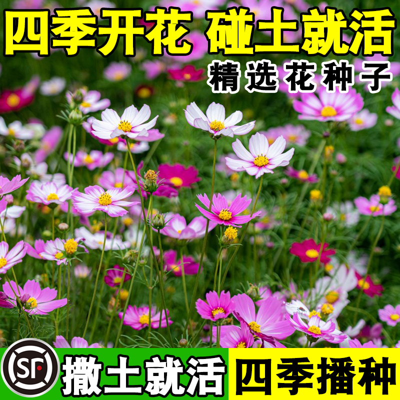 包发芽四季开花波斯菊