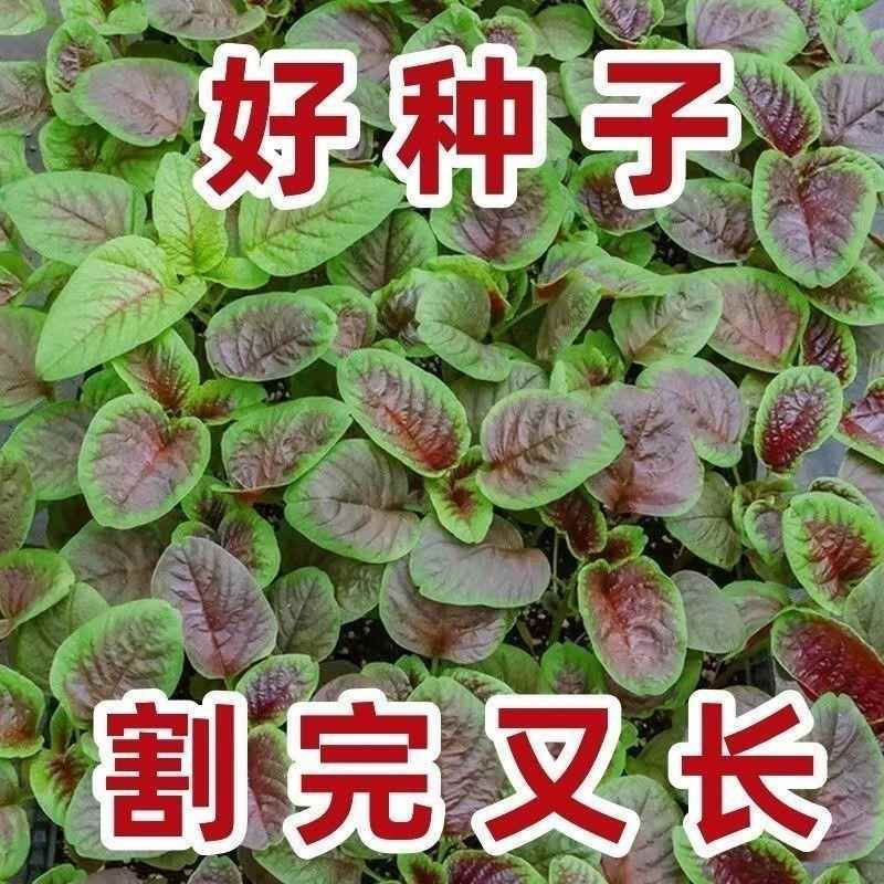 红苋菜种子汉菜籽四季蔬菜红圆叶苋菜柳叶苋菜阳台盆栽菜种子懒人
