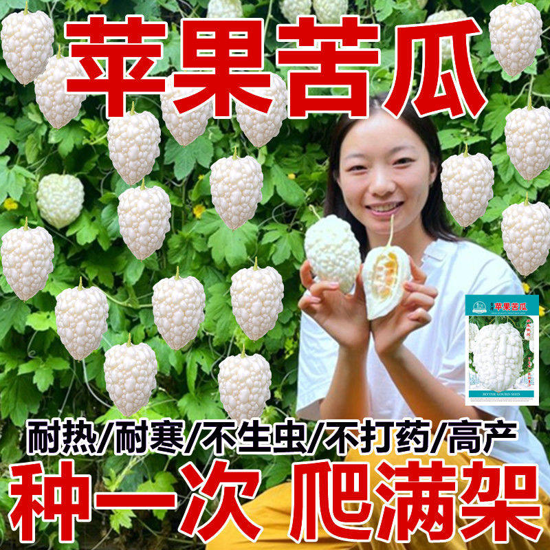 苹果苦瓜种子长绿苦瓜赖葡萄种籽高产水果台湾四季播盆栽蔬菜种孑