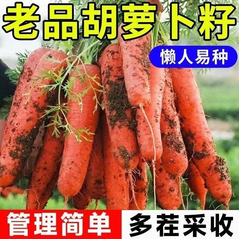 胡萝卜种子阳台盆栽老品种甜脆小萝卜四季水果种孑早熟高产蔬菜籽,鲜花速递/花卉仿真/绿植园艺,家庭园艺种子,淘宝优惠券,粉丝福利购,淘宝优惠卷