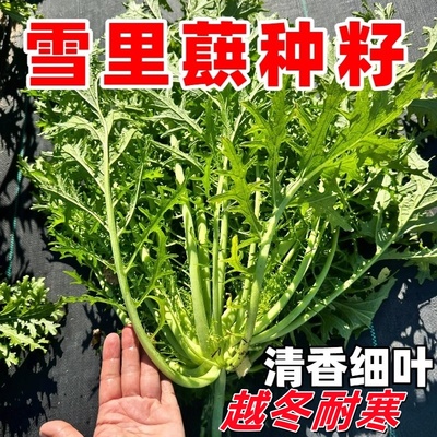 雪里蕻种子细叶雪里红菜种籽四季酸菜咸菜腌菜雪菜青菜蔬菜种子籽