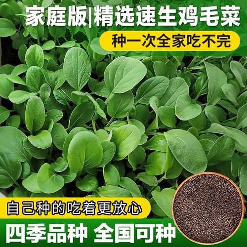 鸡毛菜菜籽种子上海青菜菜种籽大全蔬菜种孑阳台盆栽小白菜夏四季