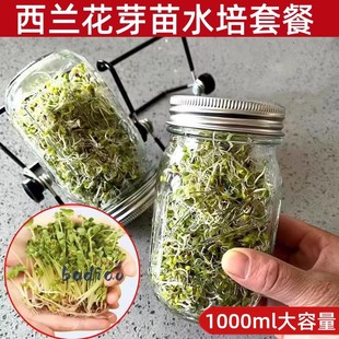 西兰花芽苗种子青花椰菜芽苗梅森瓶种植套装水培芽苗菜西蓝花种孑