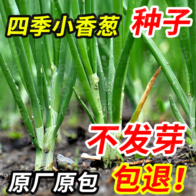 四季小香葱种子正宗老品种香葱种籽本地大葱籽阳台盆栽菜小葱种子