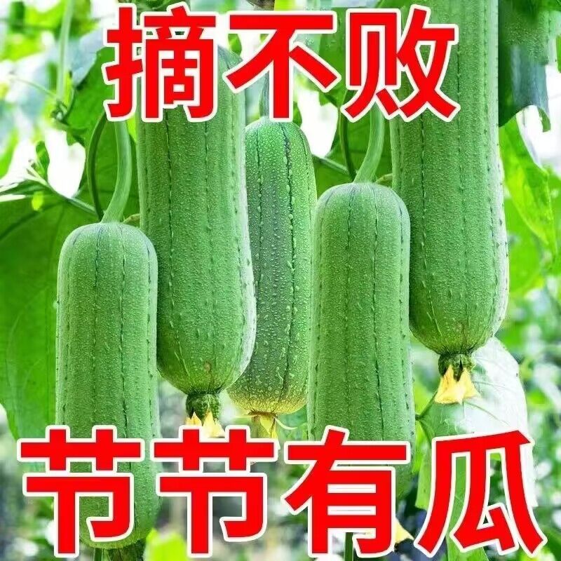 【摘不败】高产特大肉丝瓜种春夏季特长丝瓜籽农家庭院爬藤种蔬菜