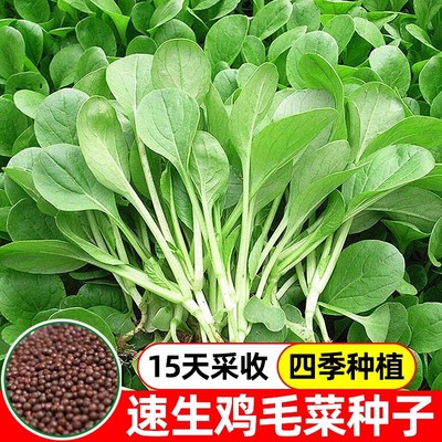 鸡毛菜种子种籽四季小白菜青菜油菜上海青蔬菜菜籽菜种孑大全籽种