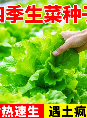 玻璃意大利生菜种子种籽四季奶油速生小白菜盆栽蔬菜孑菜种籽种