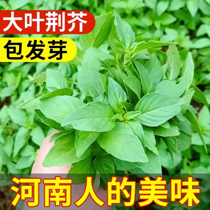 耐热河南大叶荆芥种子种籽盆栽种植蔬菜种孑子四季荆棘罗勒薄荷种