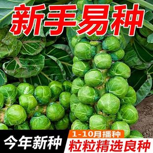 播陽臺盆栽蔬菜籽種孑 孢子甘藍種子孢子甘藍菜子甘蘭小包心菜四季