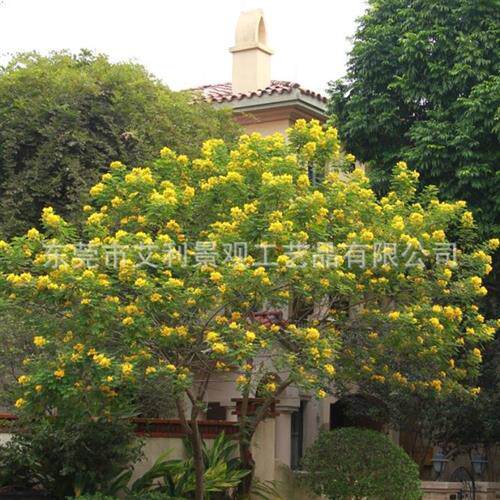 黄槐树大型人造绿植装饰金蝶状花叶色泽艳丽多规格供应高仿真