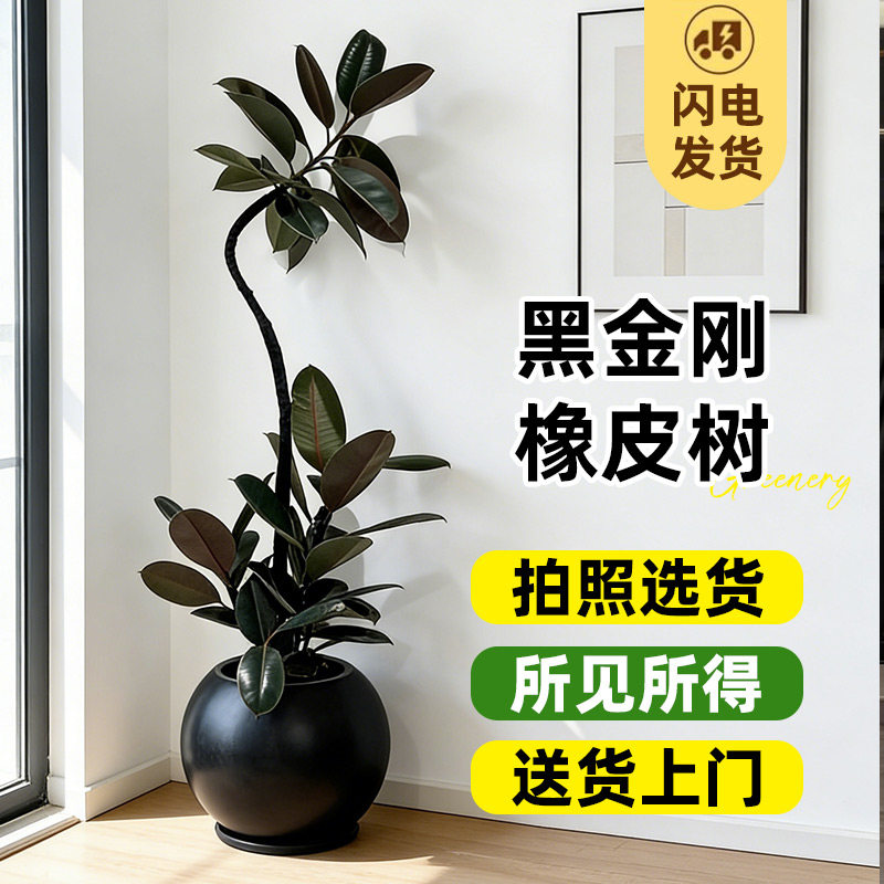 黑金刚橡皮树客厅大盆栽造型室内大型绿植好养四季真花叶阳台植物,鲜花速递/花卉仿真/绿植园艺,大型绿植/成品组合盆栽,淘宝优惠券,粉丝福利购,淘宝优惠卷
